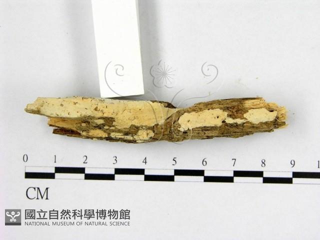 顯絲菌屬藏品圖，第3張