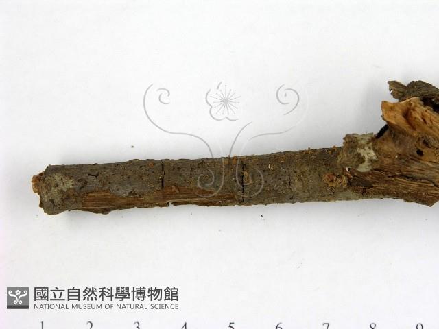 登錄號:F0012888藏品圖，第3張