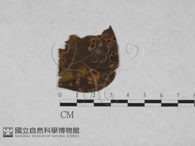 登錄號:F0027888藏品圖，第1張
