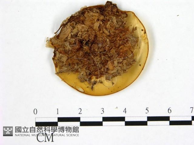 登錄號:F0017888藏品圖，第1張