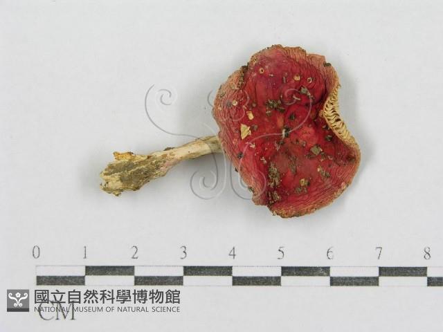 紅菇屬藏品圖，第3張