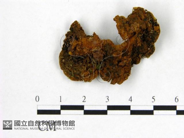 登錄號:F0019888藏品圖，第3張