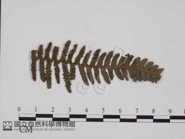 館號:F0018988藏品圖，第3張