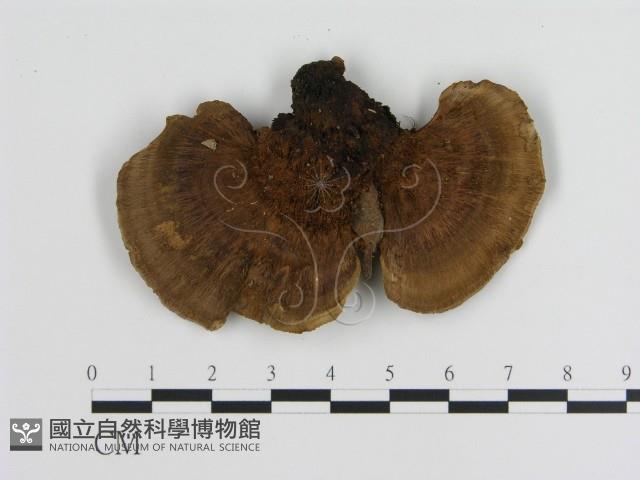 蜂窩菌屬藏品圖，第3張