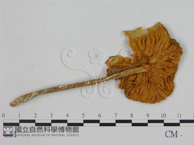 登錄號:F0000988藏品圖，第3張
