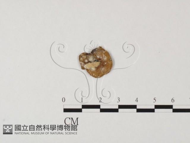 登錄號:F0010988藏品圖，第3張