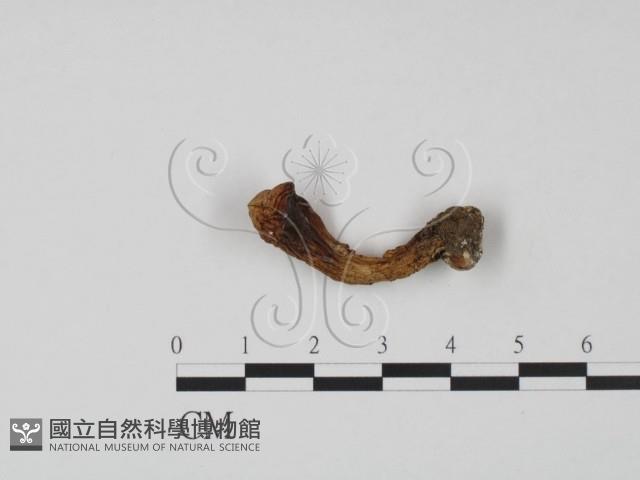 登錄號:F0021988藏品圖，第3張