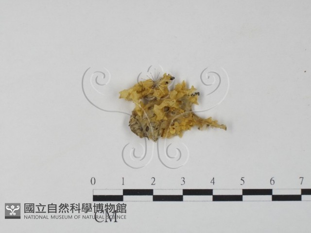 銀耳屬藏品圖，第1張