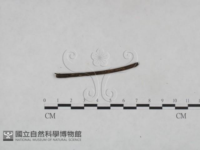 登錄號:F0024988藏品圖，第3張