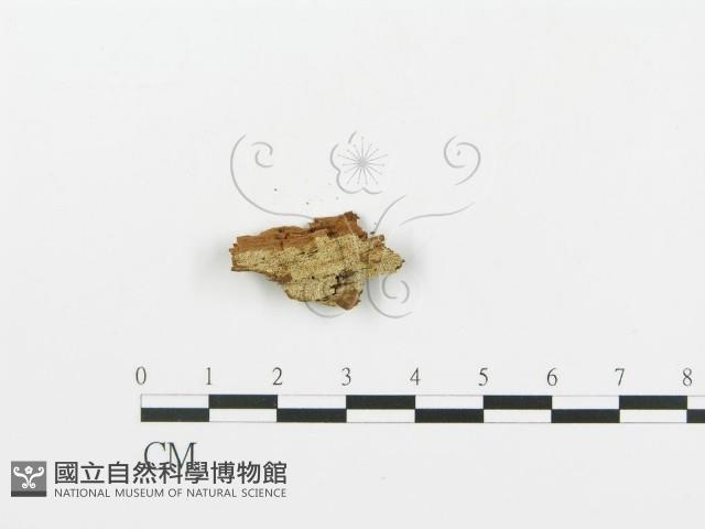 登錄號:F0004988藏品圖，第1張