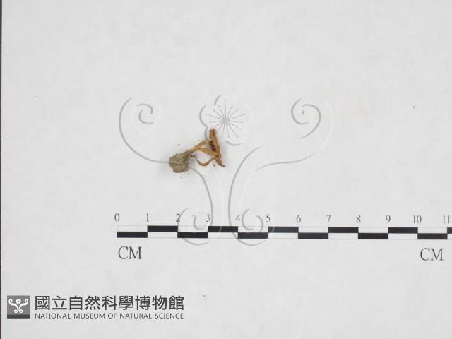 登錄號:F0025988藏品圖，第3張