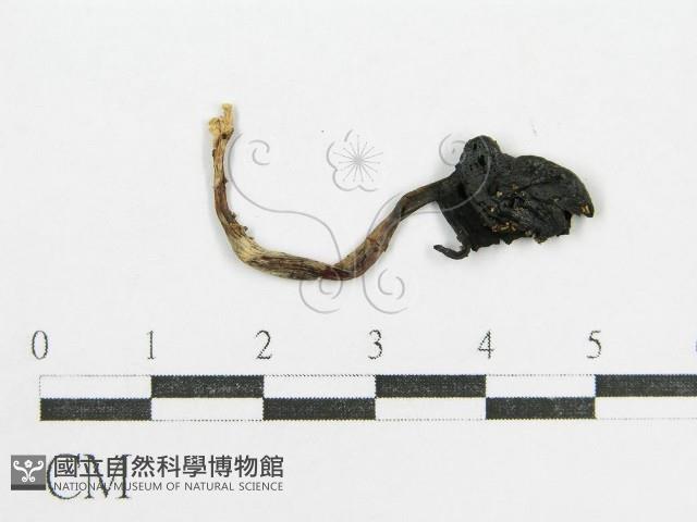 鬼傘屬藏品圖，第3張