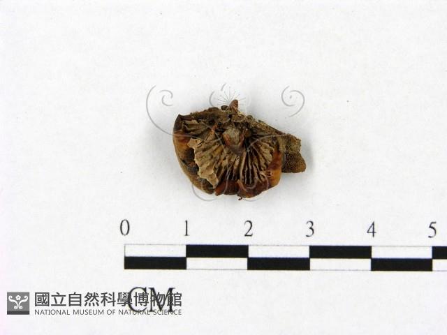 登錄號:F0009988藏品圖，第3張