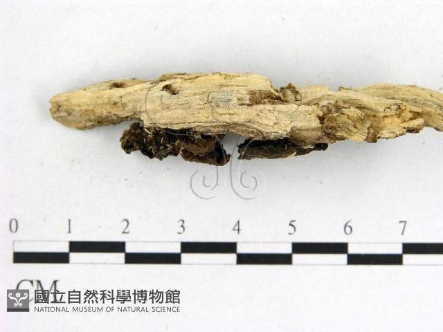 木耳屬藏品圖，第3張