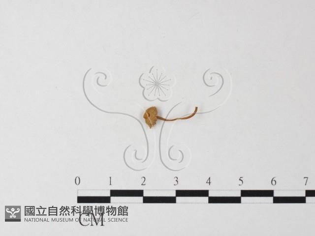 小菇屬藏品圖，第3張