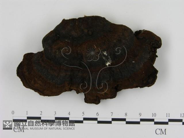 登錄號:F0013988藏品圖，第3張