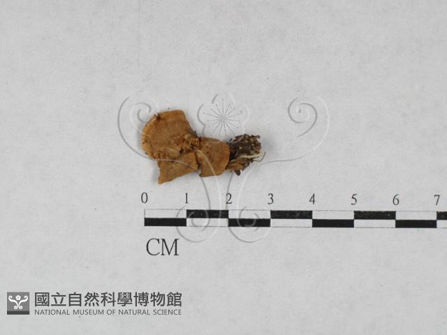 齒菌屬藏品圖，第3張