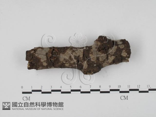 登錄號:F0008688藏品圖，第3張