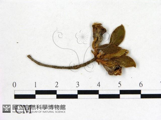 登錄號:F0020688藏品圖，第3張