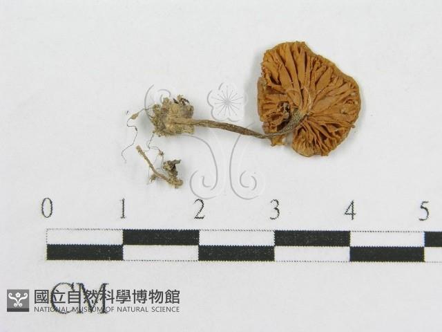 粉褶菌屬藏品圖，第3張