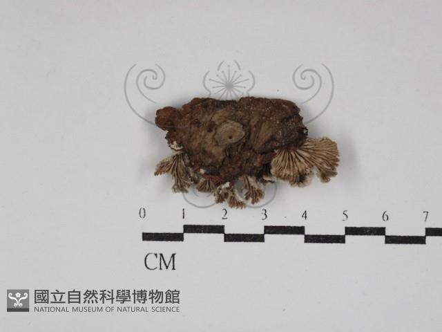 裂褶菌藏品圖，第3張