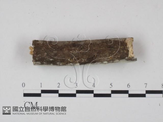 登錄號:F0021688藏品圖，第3張
