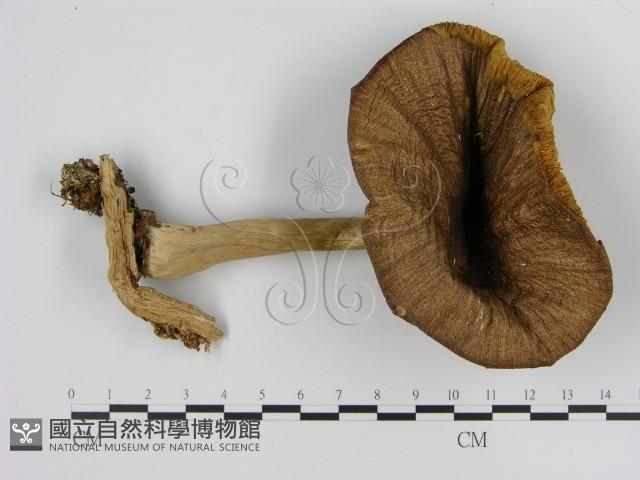 濕傘屬藏品圖，第3張