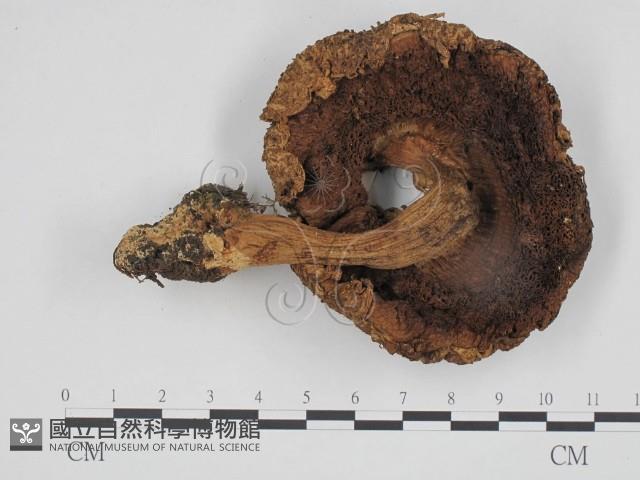 登錄號:F0024688藏品圖，第3張