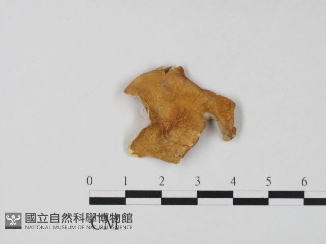 登錄號:F0004688藏品圖，第3張