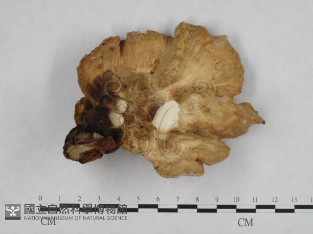 登錄號:F0002688藏品圖，第3張