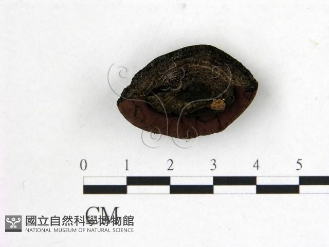 登錄號:F0007688藏品圖，第3張