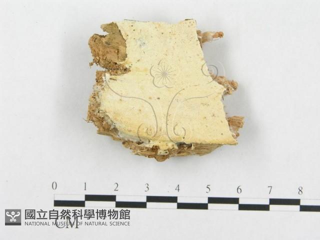 骨皮菌屬藏品圖，第1張