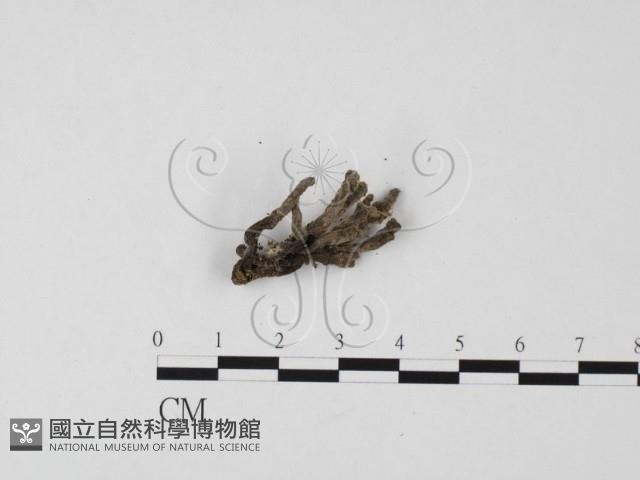 炭角菌屬藏品圖，第3張