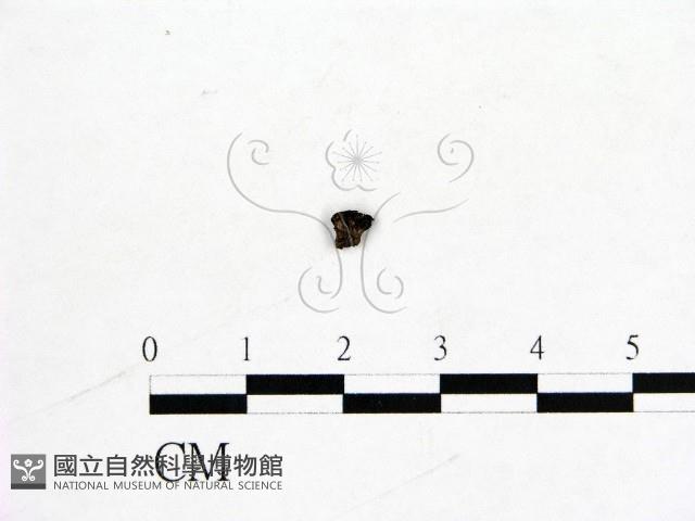 登錄號:F0005688藏品圖，第3張