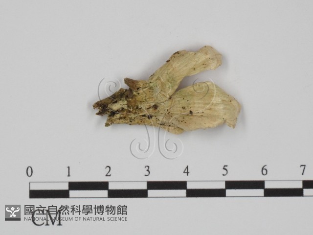 附毛菌屬藏品圖，第3張