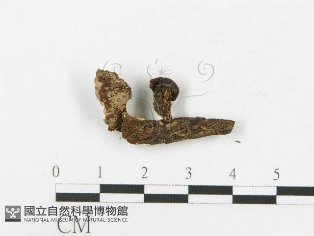 登錄號:F0009688藏品圖，第3張