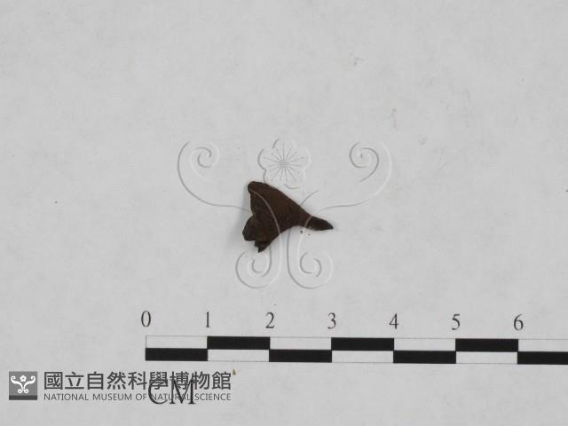 登錄號:F0019688藏品圖，第3張