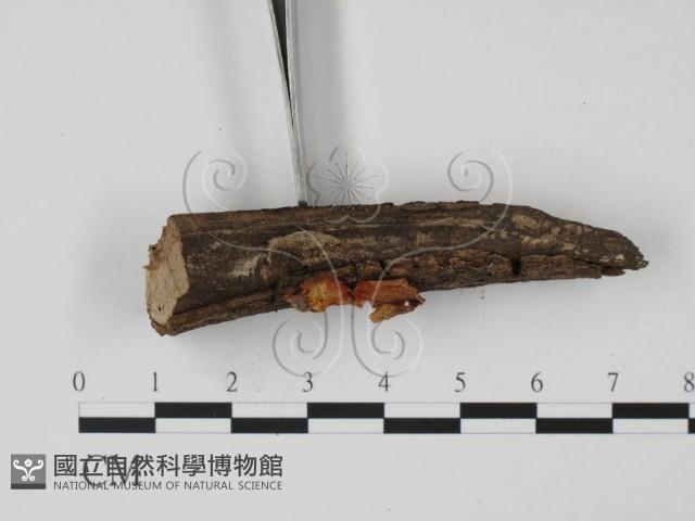 登錄號:F0003688藏品圖，第3張
