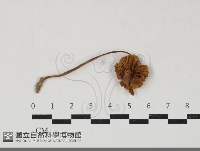 登錄號:F0033688藏品圖，第3張