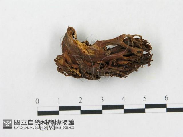 登錄號:F0020488藏品圖，第3張