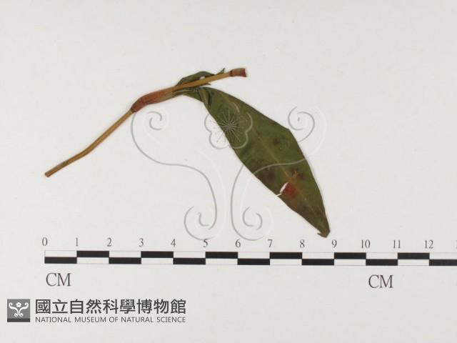 登錄號:F0026488藏品圖，第1張