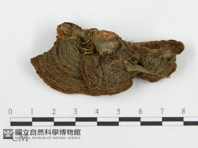 登錄號:F0016488藏品圖，第1張