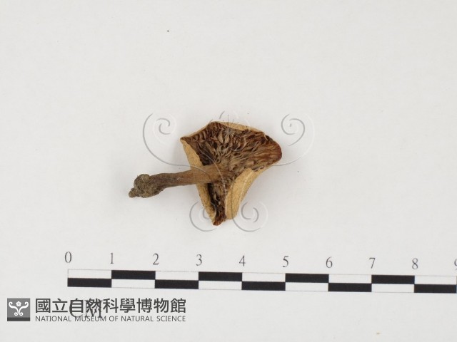 乳菇屬藏品圖，第3張