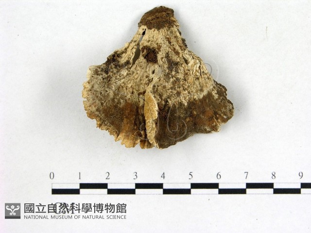 登錄號:F0014488藏品圖，第3張