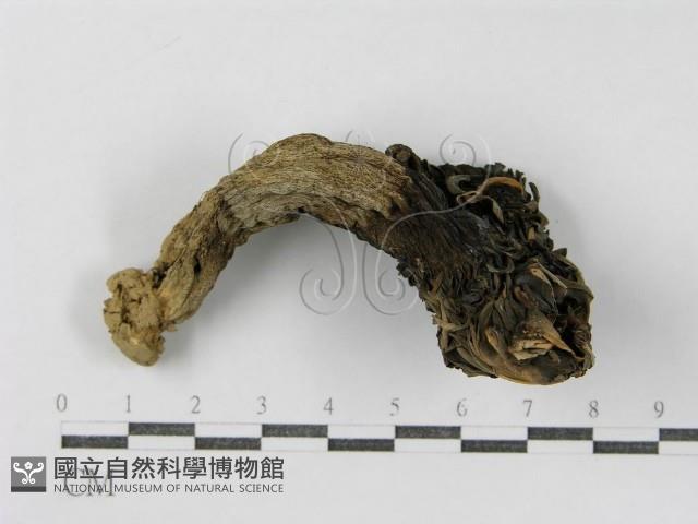 登錄號:F0012488藏品圖，第3張