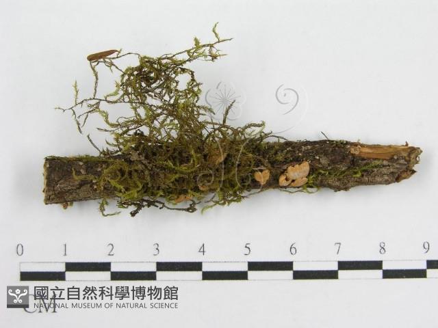 微皮傘屬藏品圖，第3張