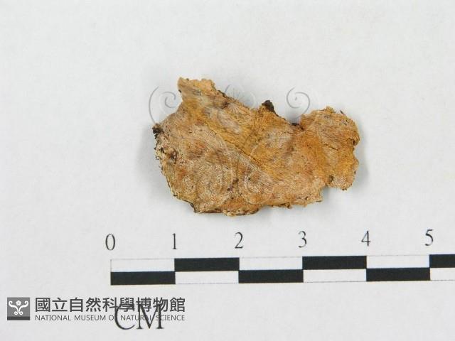 登錄號:F0017488藏品圖，第1張