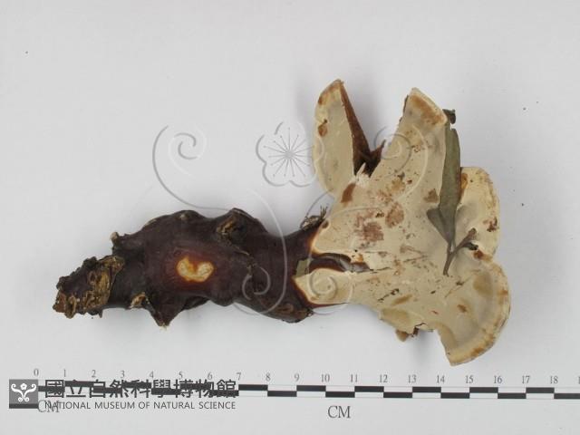 登錄號:F0015488藏品圖，第3張