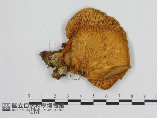 登錄號:F0009488藏品圖，第3張