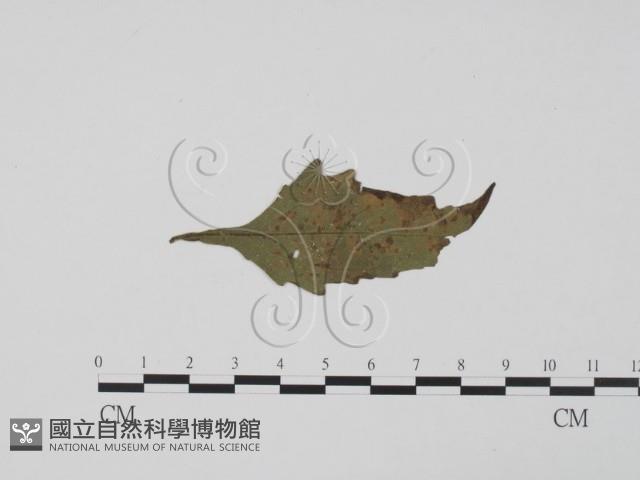 登錄號:F0019488藏品圖，第3張